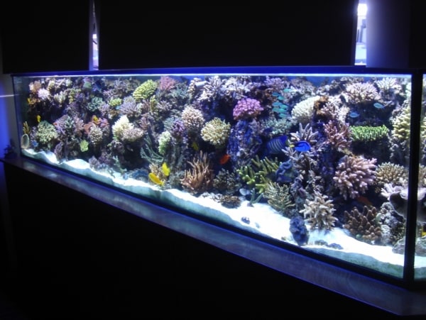 corals Reef - Milan