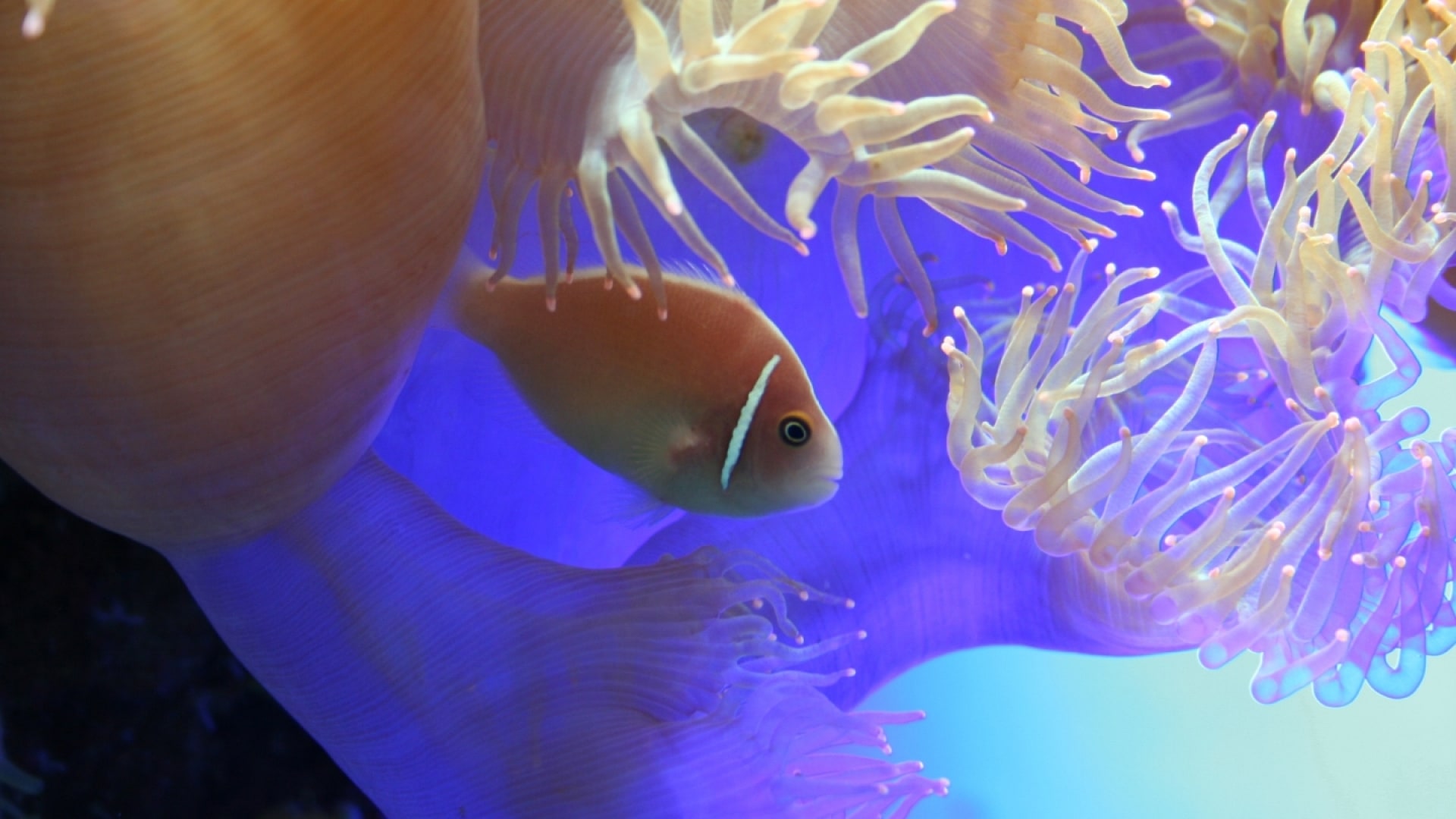 pesce pagliaccio con anemone - Pagliaccio con anemone