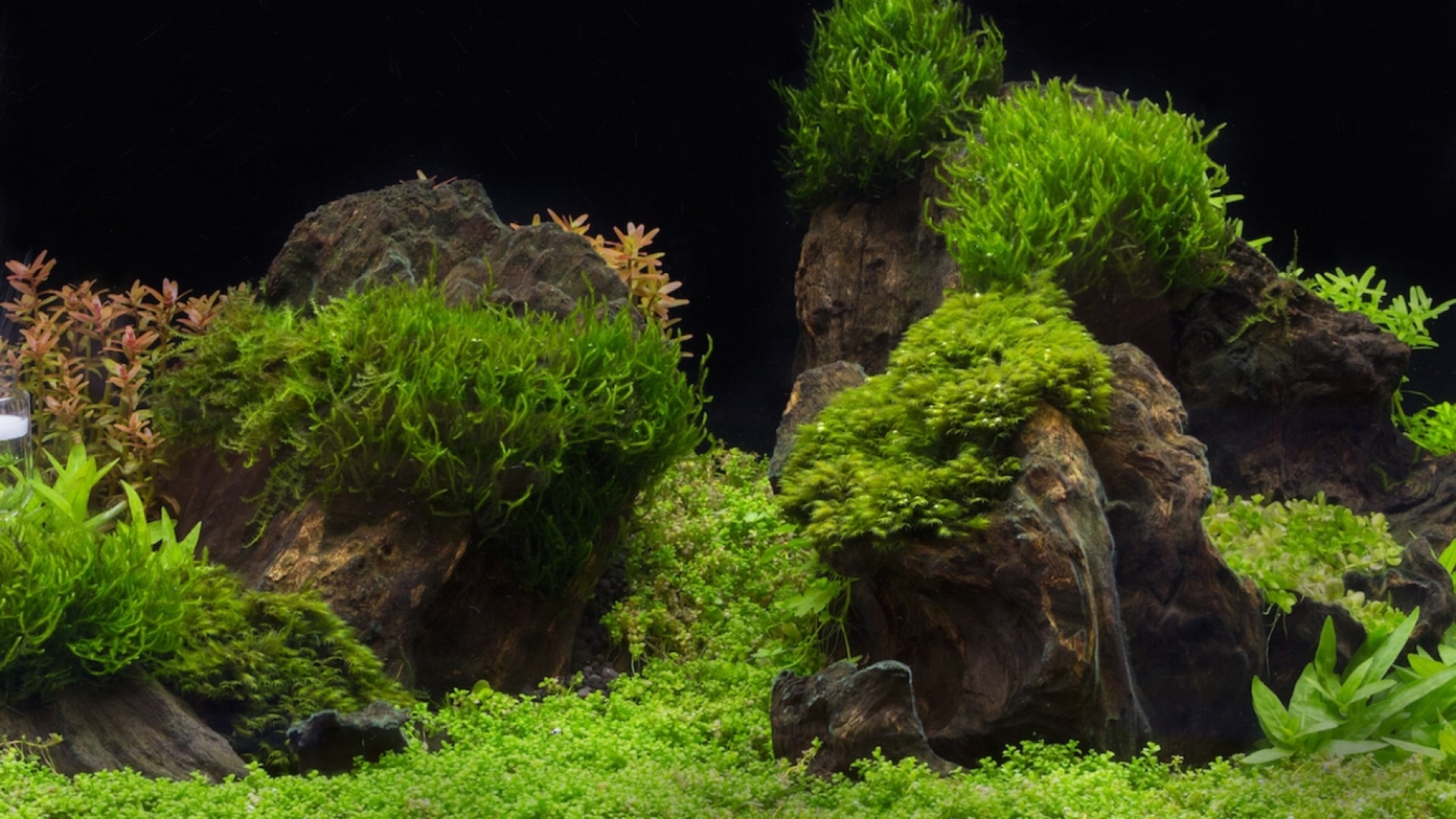 acquario piante e rocce - acquario zen