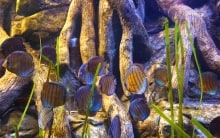 Melik Aquarium