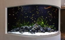 curve aquarium