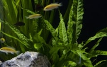 aquarium plants