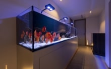 luxury discus aquarium