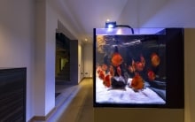 wall aquarium