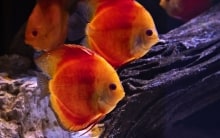red pigeon discus