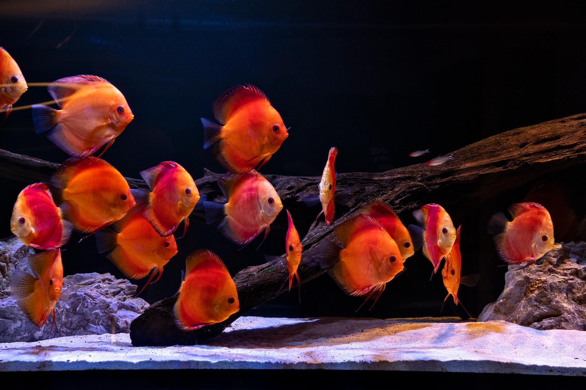 acquario Discus fire red